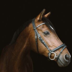 horse, animal, head, portrait, equestrian, brown horse, wildlife, nature, horse, horse, horse, horse, horse