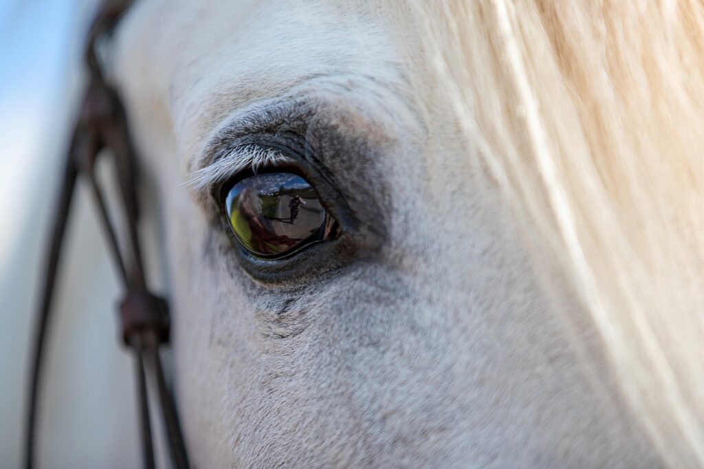 horse, head, eye, animal, nature, white horse, equine, closeup
